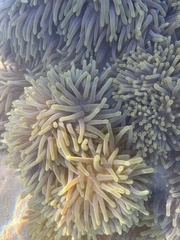 Heteractis magnifica