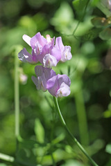 Lathyrus pauciflorus utahensis