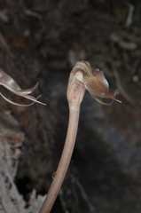 Arachnitis uniflora
