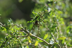 Copestylum isabellina