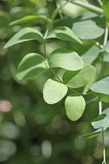 Lathyrus pauciflorus utahensis