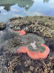 Heteractis magnifica