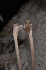 Arachnitis uniflora
