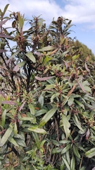 Comarostaphylis discolor