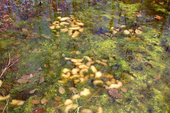 Oophila amblystomatis