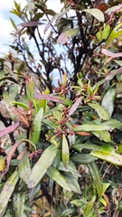 Comarostaphylis discolor