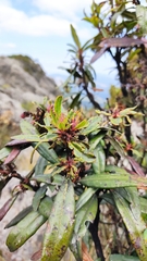 Comarostaphylis discolor