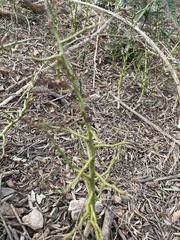 Parkinsonia microphylla