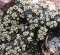 Cusickiella quadricostata