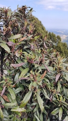 Comarostaphylis discolor