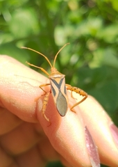 Crinocerus sanctus