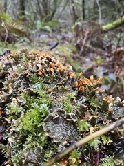 Peltigera