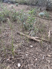 Parkinsonia microphylla