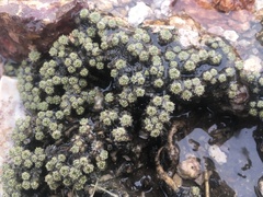 Cusickiella quadricostata