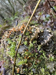 Peltigera