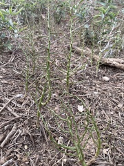 Parkinsonia microphylla