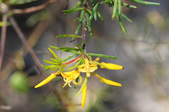 Persoonia virgata