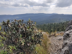 Comarostaphylis discolor