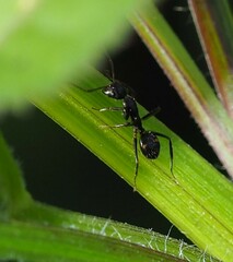 Camponotus sexguttatus