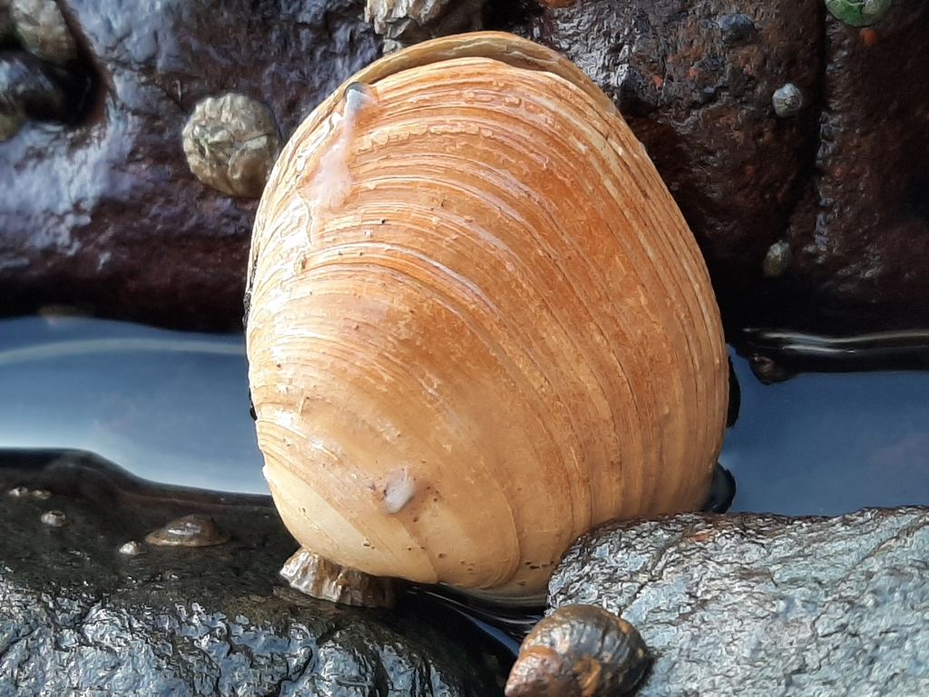 Photo of a Butter Clam