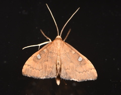 Mnesictena marmarina