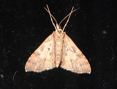 Mnesictena marmarina