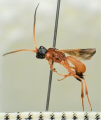 Ascogaster abdominator