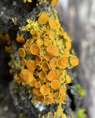 Xanthomendoza hasseana