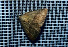 Phytometra viridaria