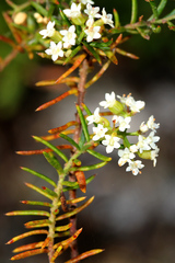 Platysace ericoides