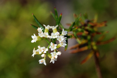 Platysace ericoides