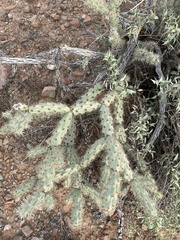 Cylindropuntia acanthocarpa