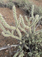 Cylindropuntia acanthocarpa