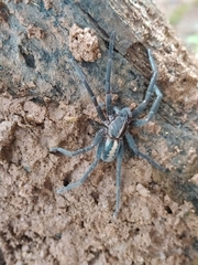 Guasuctenus longipes