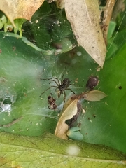 Aglaoctenus lagotis