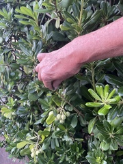 Pittosporum tobira