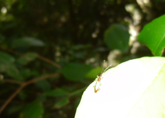 Cerambycoidea
