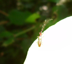 Cerambycoidea
