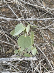 Abutilon abutiloides