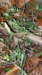 Lygodium japonicum