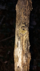 Phytolacca americana