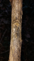 Phytolacca americana