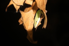 Malacosoma americana