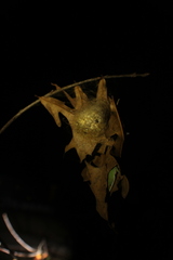 Malacosoma americana