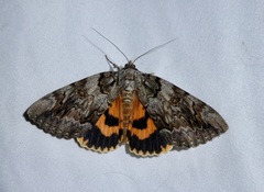 Catocala neogama euphemia