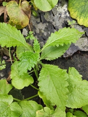 Carduus clavulatus
