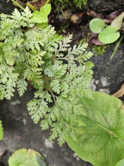 Davallia canariensis