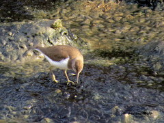Actitis hypoleucos
