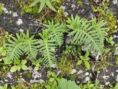 Polypodium macaronesicum