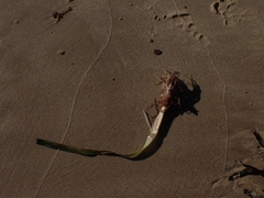 Posidonia australis